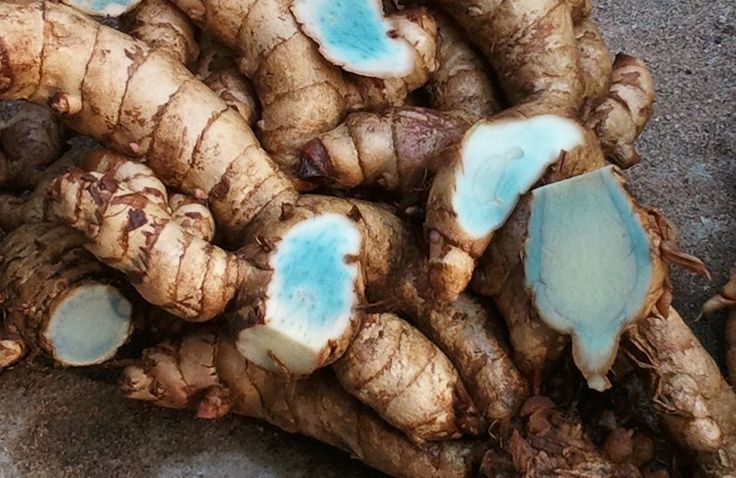 Health benefits of Black Turmeric